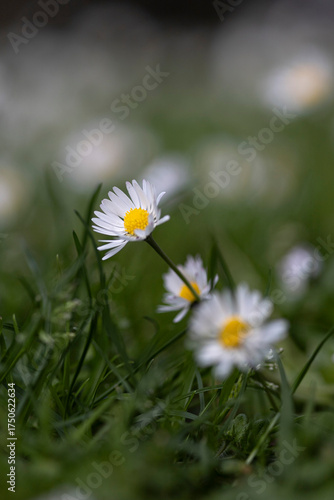 Primavera