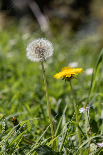 Wallpaper Mural Primavera Torontodigital.ca
