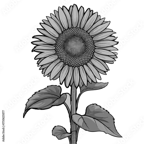 Sunflower SVG, Sunflower cut file, Sunflower