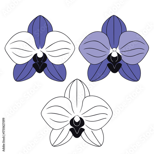 Seamless border design featuring three elegant orchid flowers