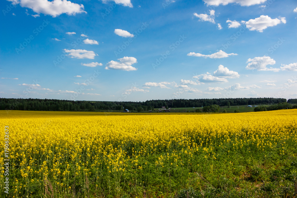 Obraz premium Vast vibrant yellow rapeseed field under a bright blue sky with scattered white clouds, stretching towards a distant green forest line