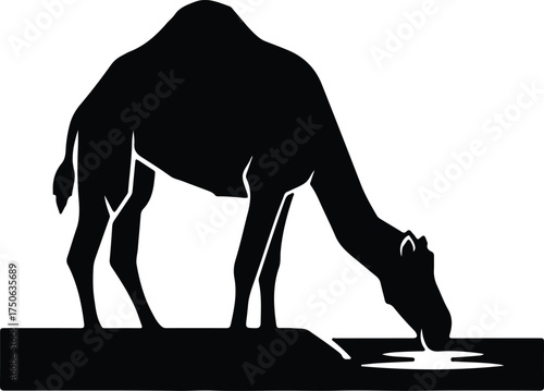 Vector silhouette camel drinking water from pond illustration