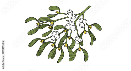 A sprig of mistletoe with green leaves and white berries on a branch.