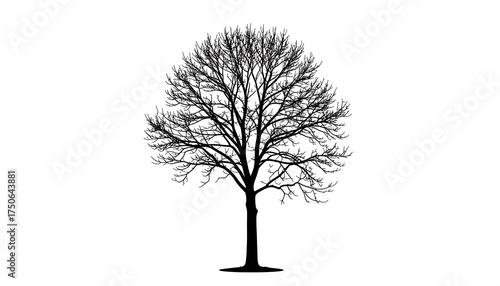 Silhouette of a leafless tree