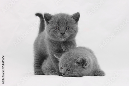 british kitten t on a white background