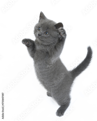 british kitten t on a white background