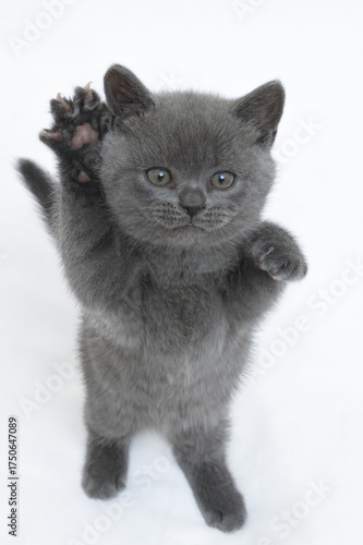 british kitten t on a white background