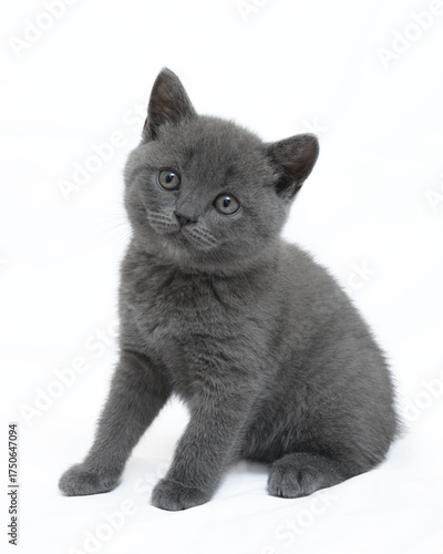 british kitten t on a white background