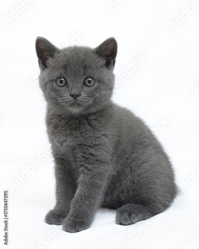 british kitten t on a white background
