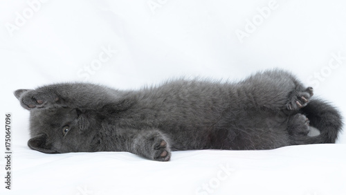 british kitten t on a white background