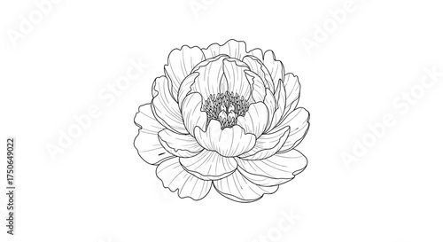 A delicate ink sketch of a fully bloomed rose showcasing intricate petal details and a classic artistic representation.