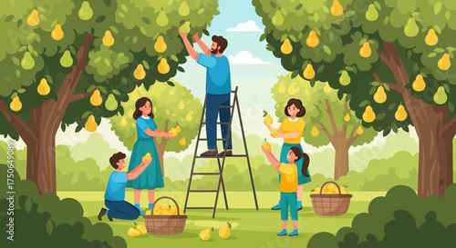 Family harvesting pears in a pear orchard during autumn season landscape
