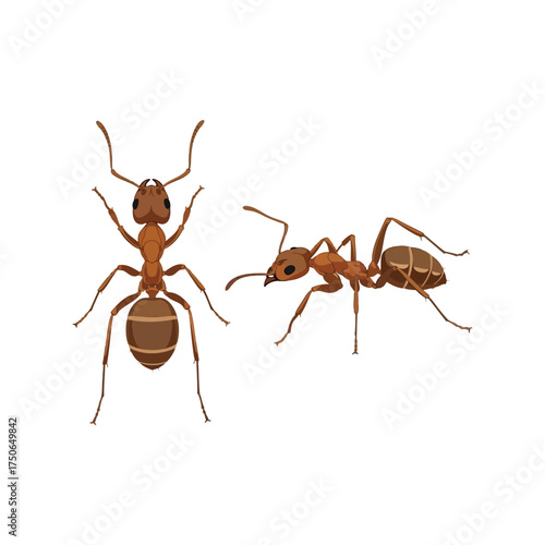 Two red ants isolated on close up macro view insect detail vector