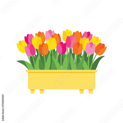 Vibrant tulips flowerbed colorful spring blooms festive garden display vector