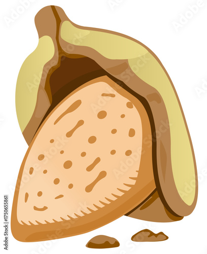 Realistic almond shell icon vector partially cracked open, showing inner seed for organic nut product labels.