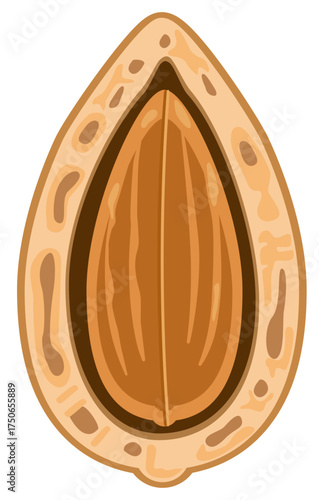 Vector icon of half-open almond showing nut inside, perfect for organic snack branding and healthy product designs.