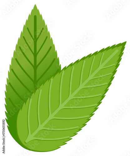 Vector icon of almond leaves pair showing natural texture and freshness, perfect for eco or organic label designs.