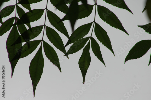 Green leaves on a black and white background with nature illustration elements