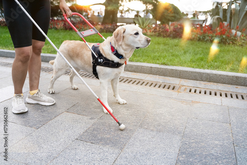 Service dog supporting visually impaired owner with cane on urban sidewalk during daytime at park, concept of accessibility, mobility aid, inclusion and disability awareness