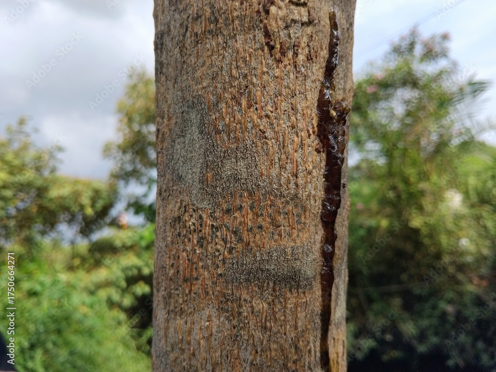 Obraz premium Close-up view of a tree trunk with rough bark and a prominent vertical crack.