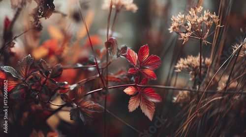 A close up shot of red leaves and dried flowers in a field with blurred background outdoors