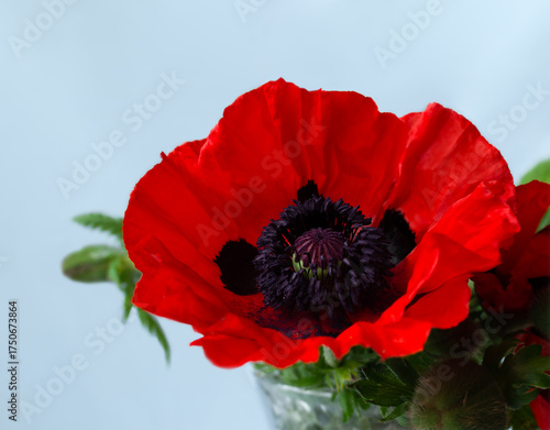 Bright red poppy flower with dark center displayed against a light background in a simple arrangement
