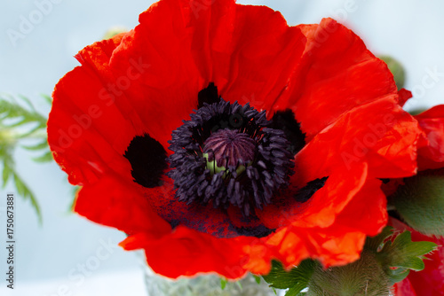 Bright red poppy flower with dark center displayed against a light background in a simple arrangement
