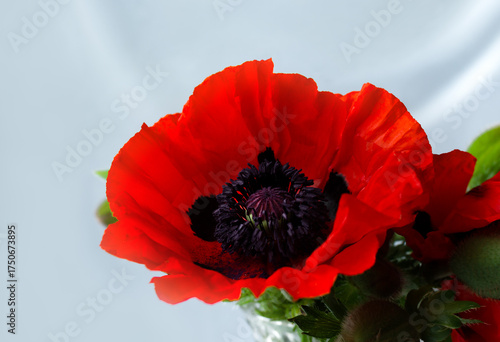 Bright red poppy flower with dark center displayed against a light background in a simple arrangement