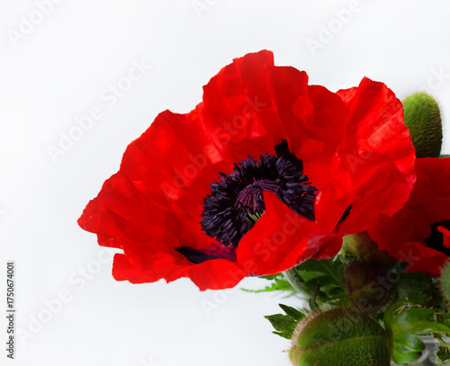 Bright red poppy flower with dark center displayed against a light background in a simple arrangement
