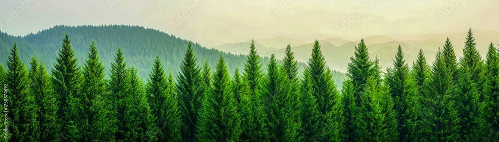 Fototapeta premium environmental conservation with forest preservation and green policy. Government green bonds being issued to finance forest protection