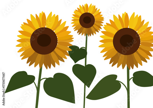 Three bright yellow sunflower plants with green leaves. Floral graphic design. Illustration for summer, nature, and harvest concepts.