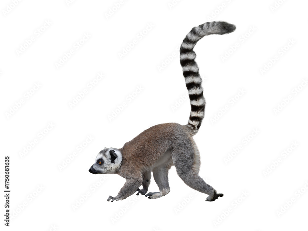 Fototapeta premium Walking Lemur with raised tail isolated on white background