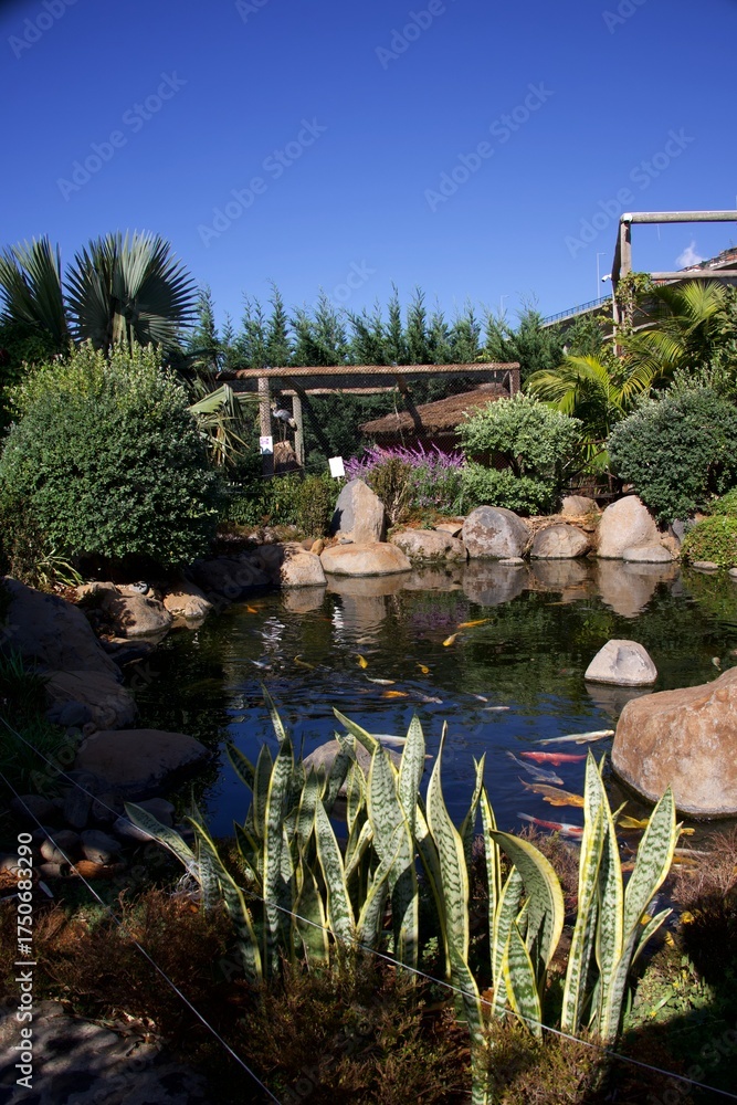 Naklejka premium koi pond
