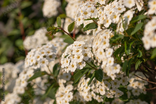 Green fence using Spirea