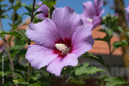 Hibiscus blooms in the garden