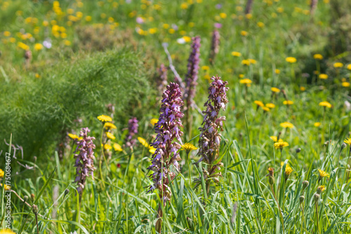Wild orchid blooms in Cyprus. Giant orchid, Himantoglossum robertianum