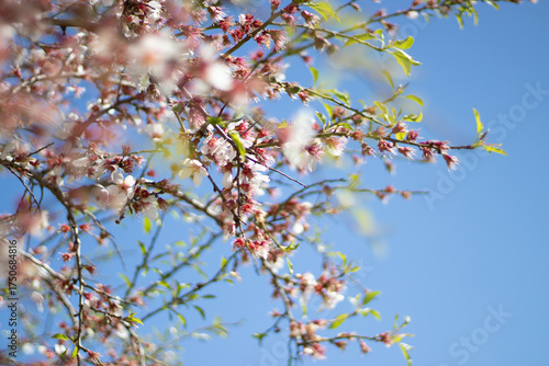 Almond branches with young green leaves and white flowers on the background of a blue sky