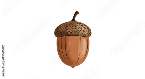 A single acorn is a small nut from an oak tree often found in autumn.