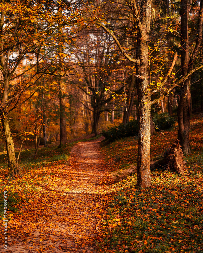 Obraz premium Autumn Forest Trail with Golden Leaves and Warm Light