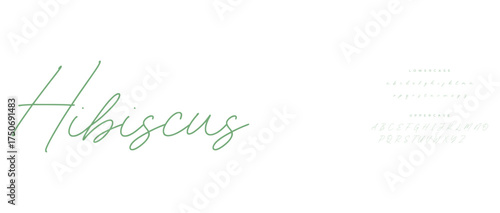 calligraphy alphabet capital lettering a to z font family