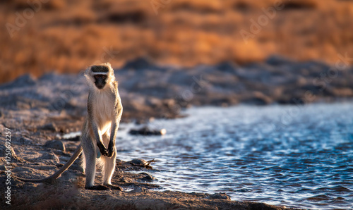 Photography Vervet monkey (Chlorocebus pygerythus) stands up by Khwalimanzi Hide, Camdeboo National Park