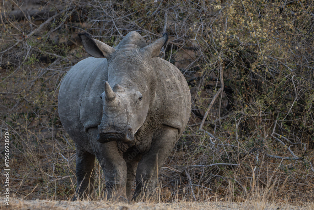 Fototapeta premium A male White Rhino standing in front of a thicket, Greater Kruger. 