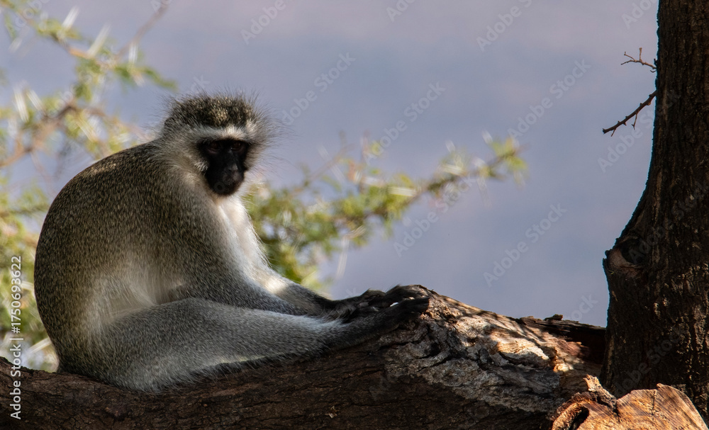 Obraz premium Afternoon siesta.