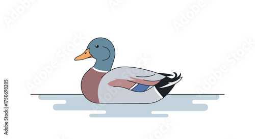Cartoon Mallard Duck Swimming in Water Illustration.