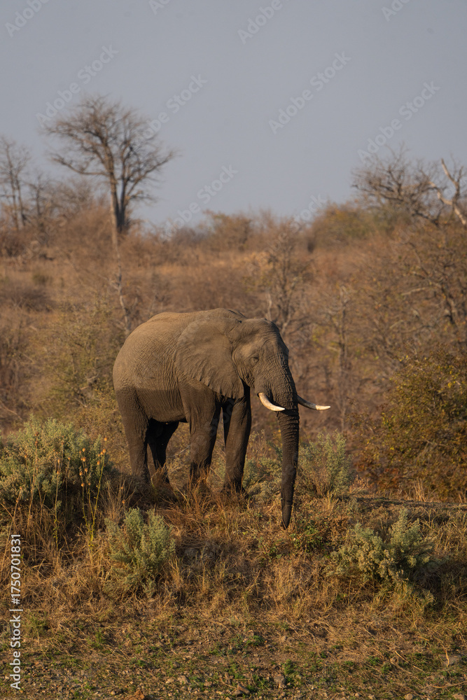 Fototapeta premium An African elephant standing on a dam wall, Greater Kruger. 