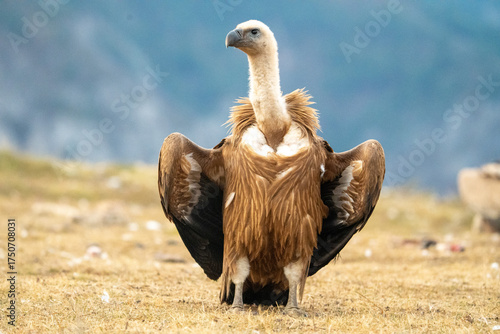 Griffon vulture (Gyps fulvus) photographed in Spain