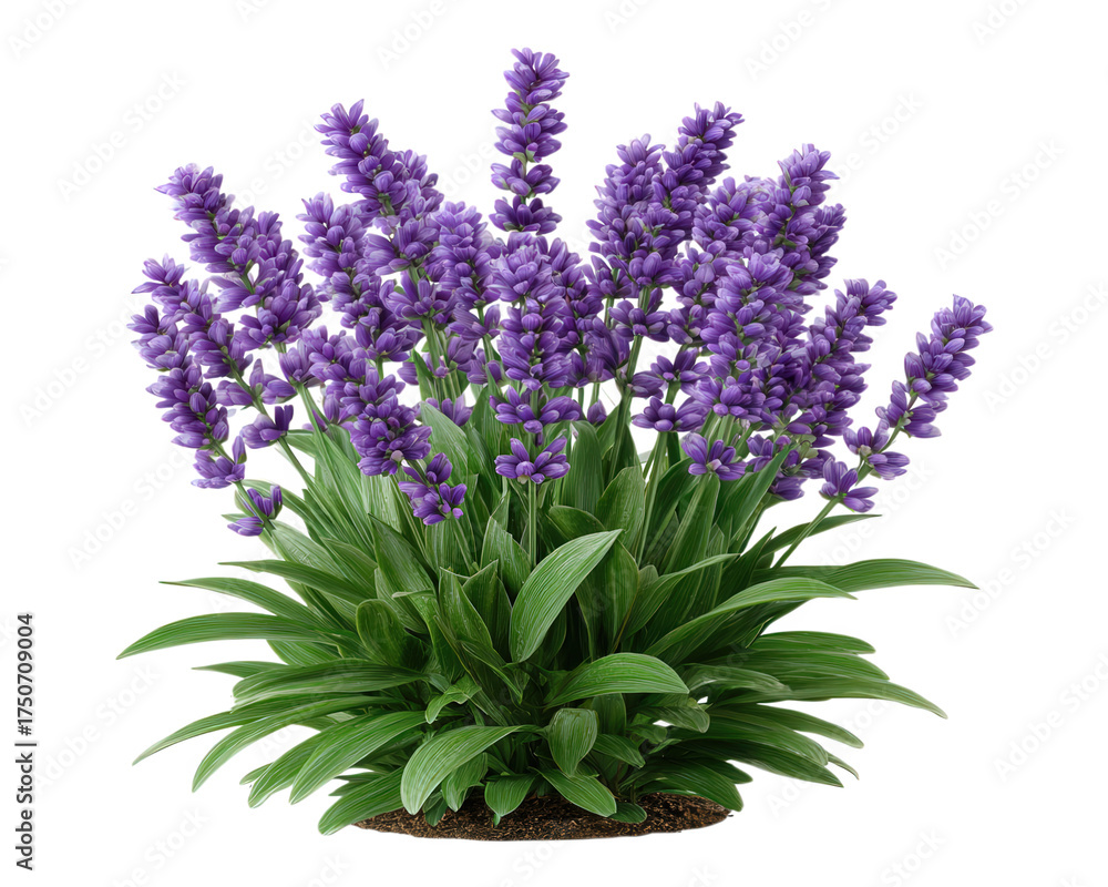 Obraz premium Aromatic lavender flower bush in full bloom, calming purple plant illustration. Green botanical clipart element representing serene nature, wellness, and beauty