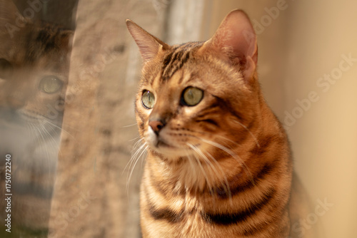 Tableau sur toile The cat is waiting for its owner at the window