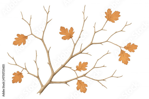 Autumn tree branch with brown leaves creating a fall nature isolated element, transparent background