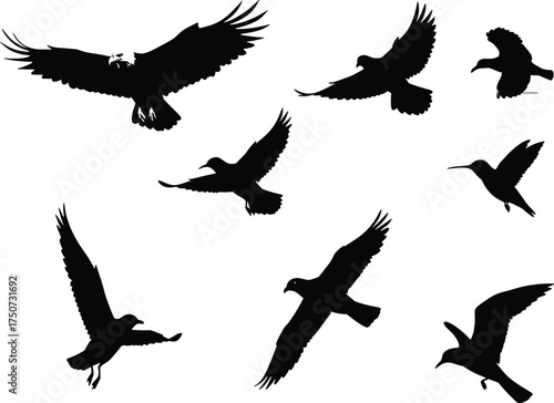 Flying bird silhouette vector set with hummingbird, eagle, wings spread, flight motion, nature shapes, avian design, wildlife illustration